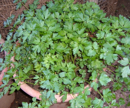 Trapiantare il prezzemolo in vaso | L'orto sul balcone